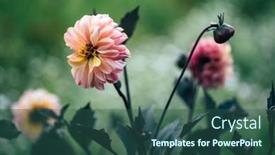  Presentation with dahlia - Presentation design consisting of dahlia-flowers-in-the-garden background and a ocean colored foreground
