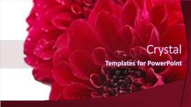  Presentation with dahlia - Amazing presentation theme having cell smart phone snowy village backdrop and a light gray colored foreground