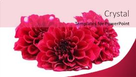  Presentation with dahlia - 