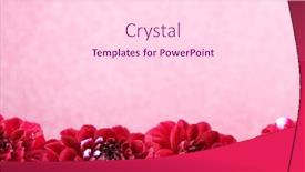  Presentation with dahlia - 