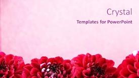  Presentation with dahlia - 