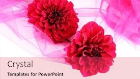  Presentation with dahlia - 