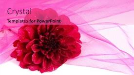  Presentation with dahlia - 