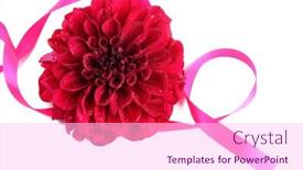  Presentation with dahlia - 