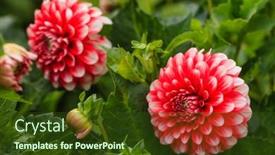  Presentation with dahlia - 