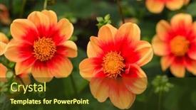  Presentation with dahlia - 