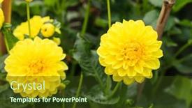  Presentation with dahlia - 