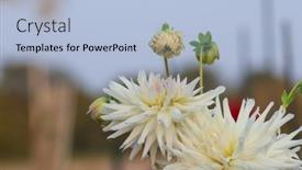  Presentation with dahlia - Presentation theme enhanced with dahlia-henriette-flowers-close-up background and a light blue colored foreground