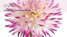  Presentation with dahlia - 