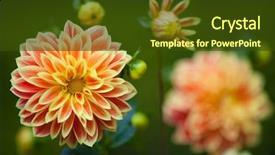  Presentation with yellow narcissus or daffodil flowers - Slide set with dahlia orange and yellow flowers background and a tawny brown colored foreground