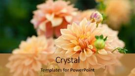  Presentation with dahlia - Slide set enhanced with dahlia orange flowers in garden background and a gold colored foreground