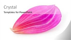  Presentation with dahlia - 