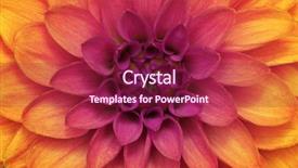 Presentation with dahlia - PPT layouts with dahlia petals macro floral abstract background and a violet colored foreground