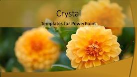  Presentation with dahlia - Beautiful PPT theme featuring dahlia yellow and orange flowers backdrop and a gold colored foreground