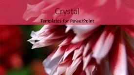  Presentation with dahlia - 