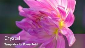  Presentation with dahlia - 