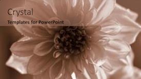  Presentation with dahlia - 