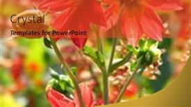  Presentation with dahlia - 