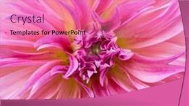  Presentation with dahlia - 