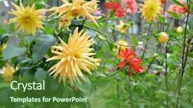  Presentation with yellow orange - Presentation theme featuring dahlias flowers in the garden background and a forest green colored foreground