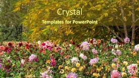  Presentation with fall - Colorful presentation enhanced with dahlias-in-the-fall-garden backdrop and a tawny brown colored foreground