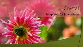  Presentation with fall - Colorful theme enhanced with dahlias-in-the-fall-garden backdrop and a coral colored foreground