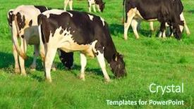  Presentation with milk - Presentation theme enhanced with holstein cows cattle - animals producing milk village background and a tawny brown colored foreground