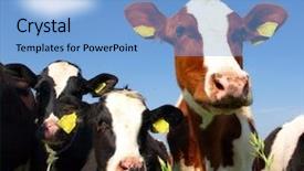  Presentation with agriculture field - Slide set with agriculture cattle - calves on the field background and a light blue colored foreground