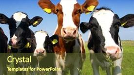  Presentation with toroidal field - Theme having holstein - calves on the field background and a tawny brown colored foreground