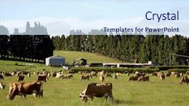  Presentation with grazing - Amazing PPT layouts having cow grazing in paddock backdrop and a sky blue colored foreground