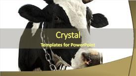  Presentation with cow - Colorful PPT layouts enhanced with cow isolated on a white background backdrop and a tawny brown colored foreground