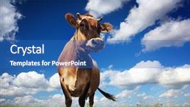  Presentation with cow - Presentation design consisting of cows head head - cow on green grass background and a teal colored foreground