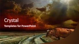  Presentation with cow - Beautiful theme featuring heifer - cow on the field backdrop and a wine colored foreground