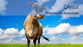  Presentation with cow - Presentation theme enhanced with land beast - cow standing on green meadow background and a teal colored foreground