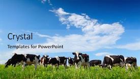  Presentation with dairy cow - Slide deck featuring cows grazing on a spring background and a light blue colored foreground