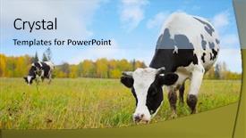  Presentation with grazing - Presentation theme with cows grazing on an autumn background and a light blue colored foreground