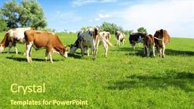 Presentation with cattle limousin cows in green - Amazing PPT theme having  backdrop and a  colored foreground