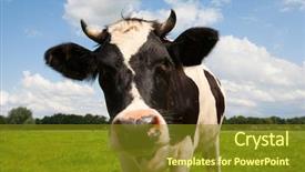  Presentation with dutch - Presentation theme enhanced with cows grass field - dutch cow background and a tawny brown colored foreground