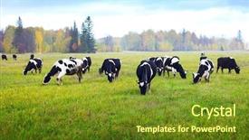  Presentation with cattle limousin cows in green - Beautiful slides featuring herd of cows grazing backdrop and a tawny brown colored foreground