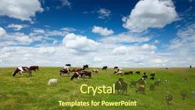  Presentation with grazing - Cool new presentation design with land beast - herd of cows grazing backdrop and a  colored foreground