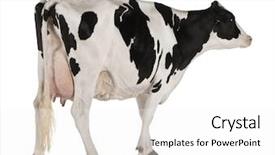  Presentation with cow - Audience pleasing presentation theme consisting of holstein cow 5 years old backdrop and a white colored foreground