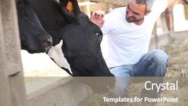  Presentation with cow - Beautiful presentation featuring man stroking cow backdrop and a gray colored foreground