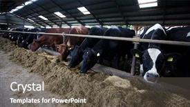  Presentation with dairy - PPT theme consisting of dairy farming - many cows feeding in large background and a gray colored foreground