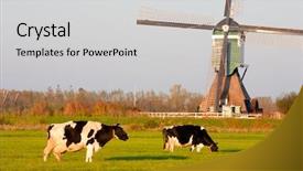  Presentation with farm management - Audience pleasing PPT theme consisting of farm management - traditional dutch windmill backdrop and a light gray colored foreground