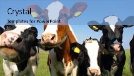  Presentation with dairy cow - Colorful PPT theme enhanced with dairy cow - calves on the field backdrop and a light blue colored foreground