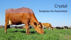  Presentation with dairy - Presentation theme featuring dairy cows grazing on lush background and a light blue colored foreground