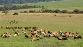  Presentation with dairy farm - Cool new presentation theme with dairy-cows-grazing-on-lush backdrop and a yellow colored foreground