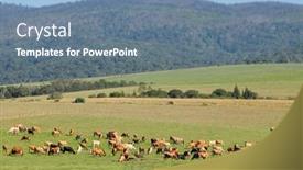  Presentation with dairy farm - Slide deck with dairy-cows-grazing-on-lush background and a teal colored foreground