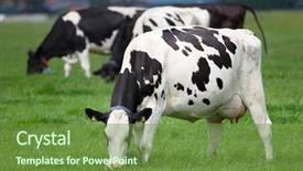  Presentation with dairy cow - Theme having dairy cows grazing background and a tawny brown colored foreground
