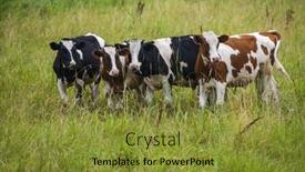  Presentation with dairy farm - 